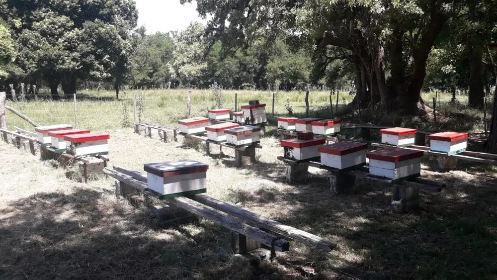 apiario