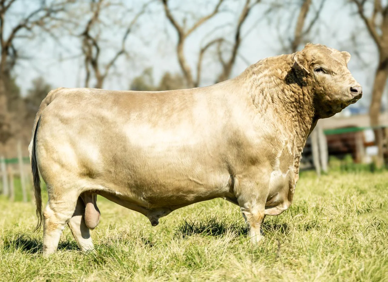 WhatsApp Image 2026-02-10 at 12.45.01