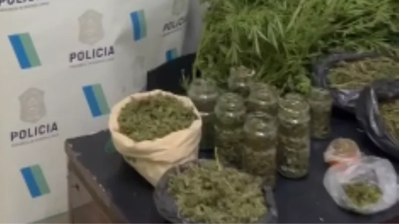 sativa